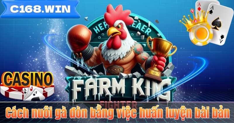 Cách nuôi gà đòn bằng việc huấn luyện bài bản