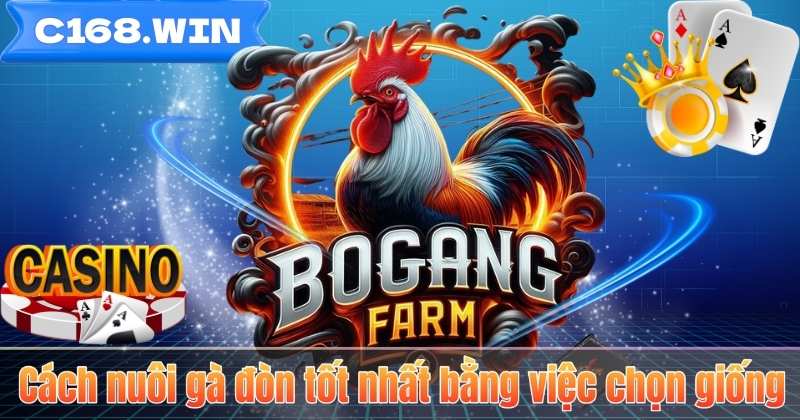 Cách nuôi gà đòn tốt nhất bằng việc chọn giống